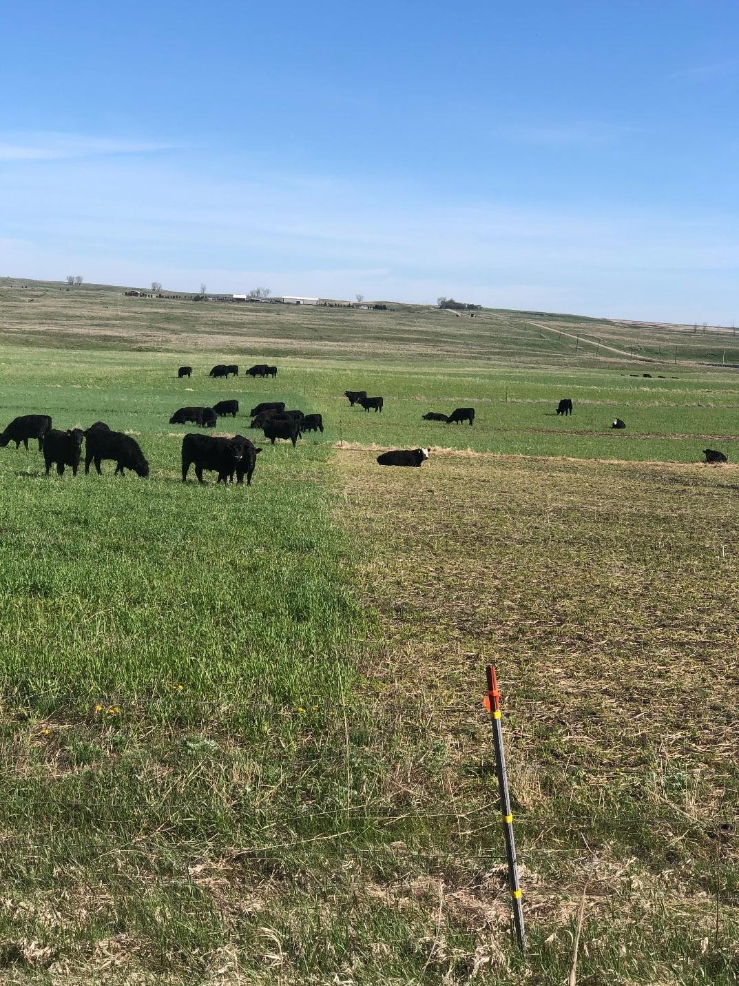 Select Best Annual Forages During Drought | NDSU Agriculture